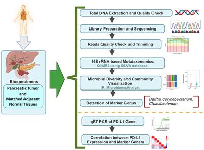 Metagenomic analysis unveils the microbial landscape of pancreatic tumors